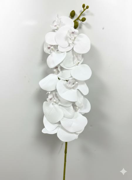 اوركيدا طويل