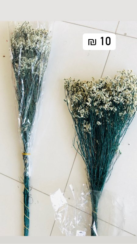 اخضر راس ابيض