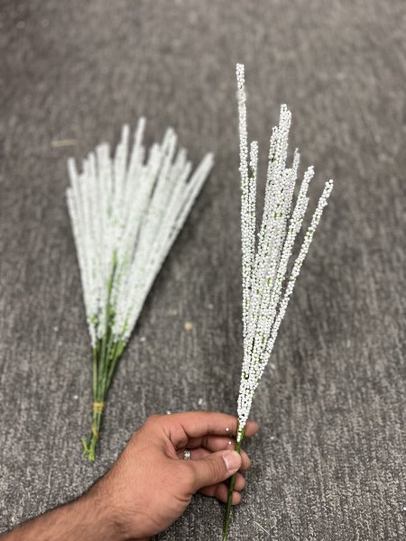 عروق حبيبات