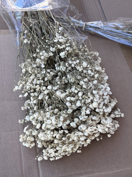 بيج عرق اخضر